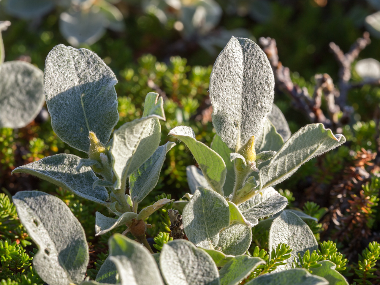 Image of Salix lanata specimen.