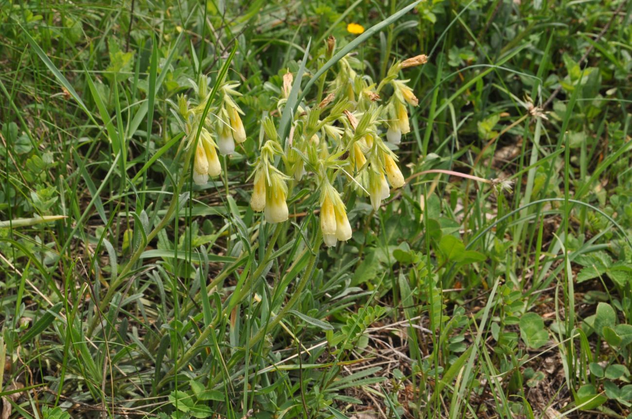 Изображение особи Onosma caucasica.