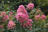 Lagerstroemia indica. Верхушки цветущих растений. Краснодарский край, г. Сочи, Лазаревский р-н, сан. \"Белые Ночи\", в культуре. 08.08.2018.