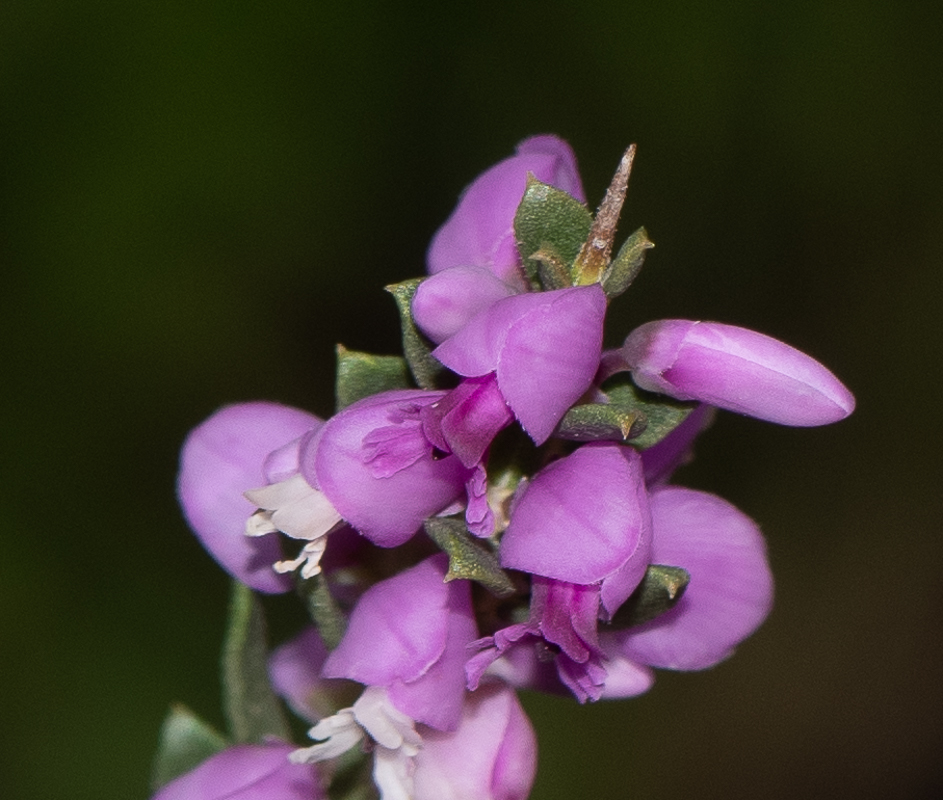 Изображение особи Muraltia spinosa.