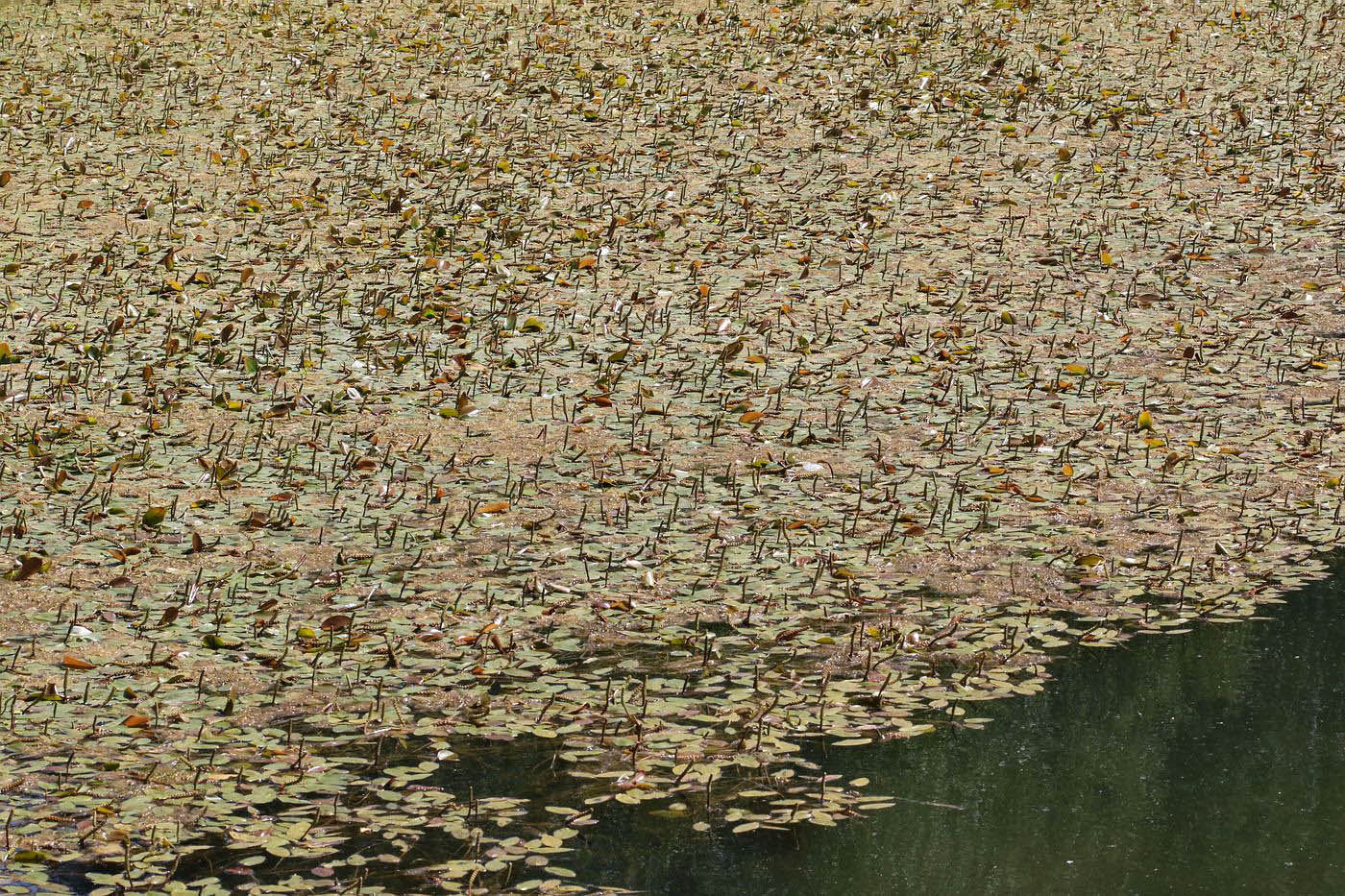 Image of Potamogeton natans specimen.