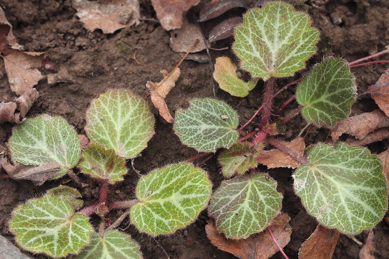 Изображение особи Saxifraga stolonifera.