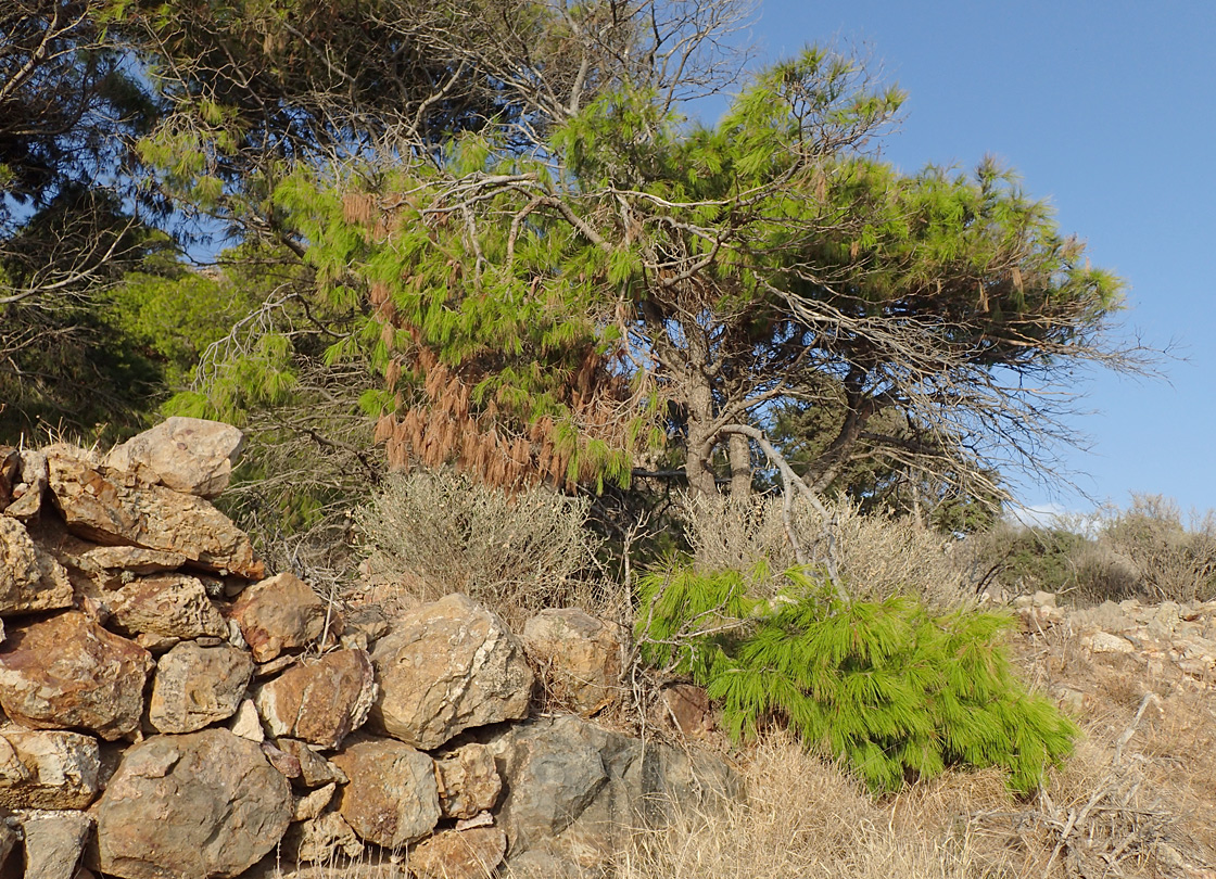 Изображение особи Pinus halepensis.