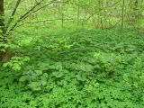 Brunnera sibirica