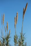 Arundo donax