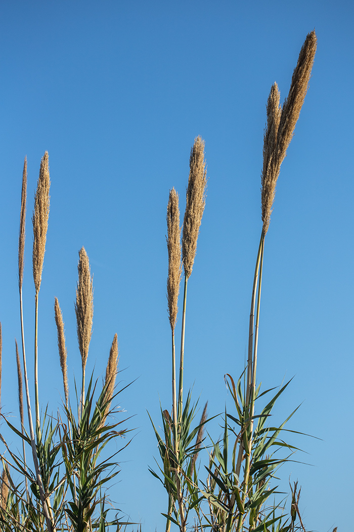 Изображение особи Arundo donax.