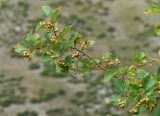Crataegus sanguinea