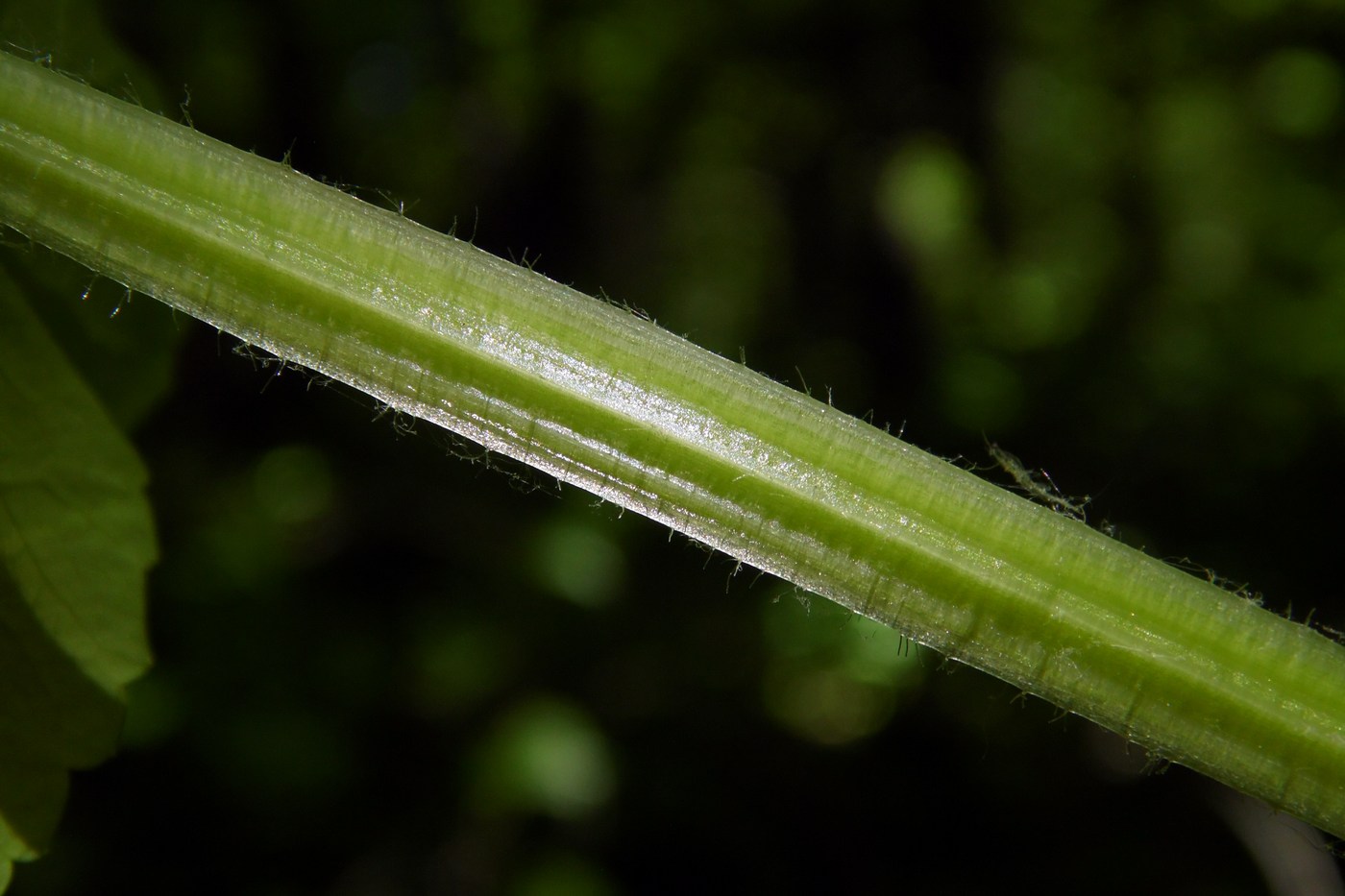 Image of Smyrnium perfoliatum specimen.