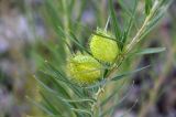 Gomphocarpus fruticosus. Верхушка плодоносящего растения. Намибия, окр. г. Китмансхуп, каменистый берег искусственного водоема. 03.05.2019.