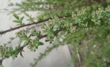 Spiraea × cinerea. Часть побега с бутонами. Тверская обл., г. Тверь, Заволжский р-н, клумба возле многоэтажки. 28 апреля 2019 г.