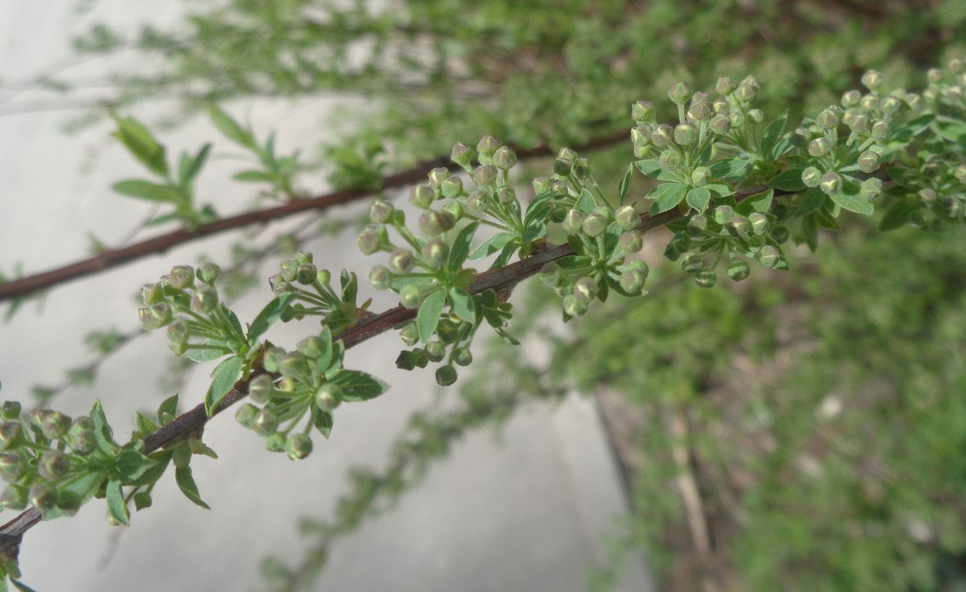 Изображение особи Spiraea &times; cinerea.