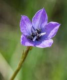 Campanula altaica