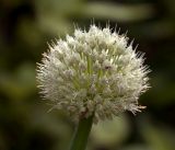 Allium altaicum. Соцветие. Московская обл., Раменский р-н, окр. дер. Хрипань, садовый участок. 17.06.2019.