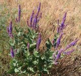 Salvia tesquicola