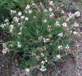 Oxytropis sordida