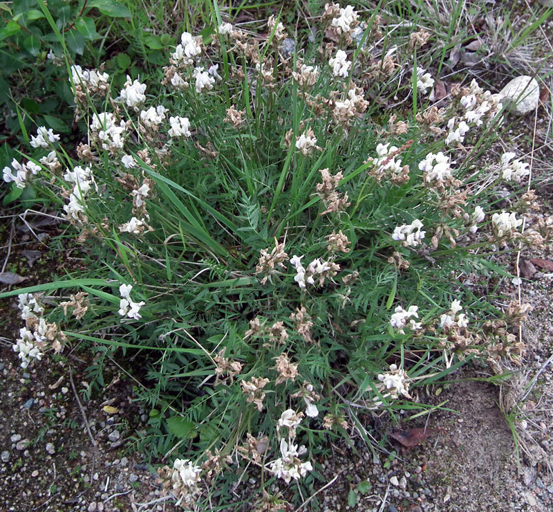 Изображение особи Oxytropis sordida.