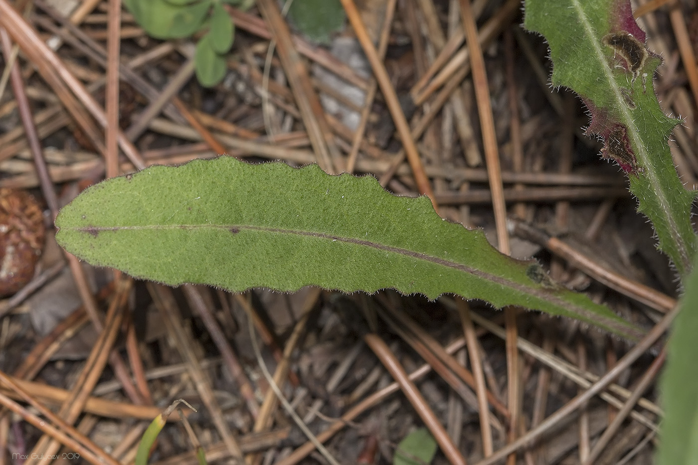 Image of Picris hieracioides specimen.