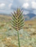 Agropyron kazachstanicum. Соплодие. Алтай, Кош-Агачский р-н, 5 км ЮВ с. Чаган-Узун, долина р. Тыдтуярык, горная полупустыня. 8 июля 2019 г.