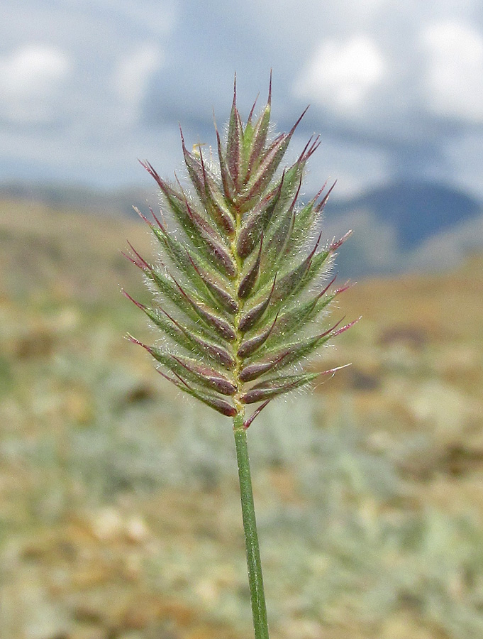 Изображение особи Agropyron kazachstanicum.