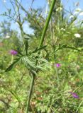 Scabiosa ochroleuca. Часть побега. Карачаево-Черкесия, Урупский р-н, окр. с. Курджиново, остепнённый выход скалы. 3 августа 2019 г.