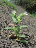 Nonea lutea