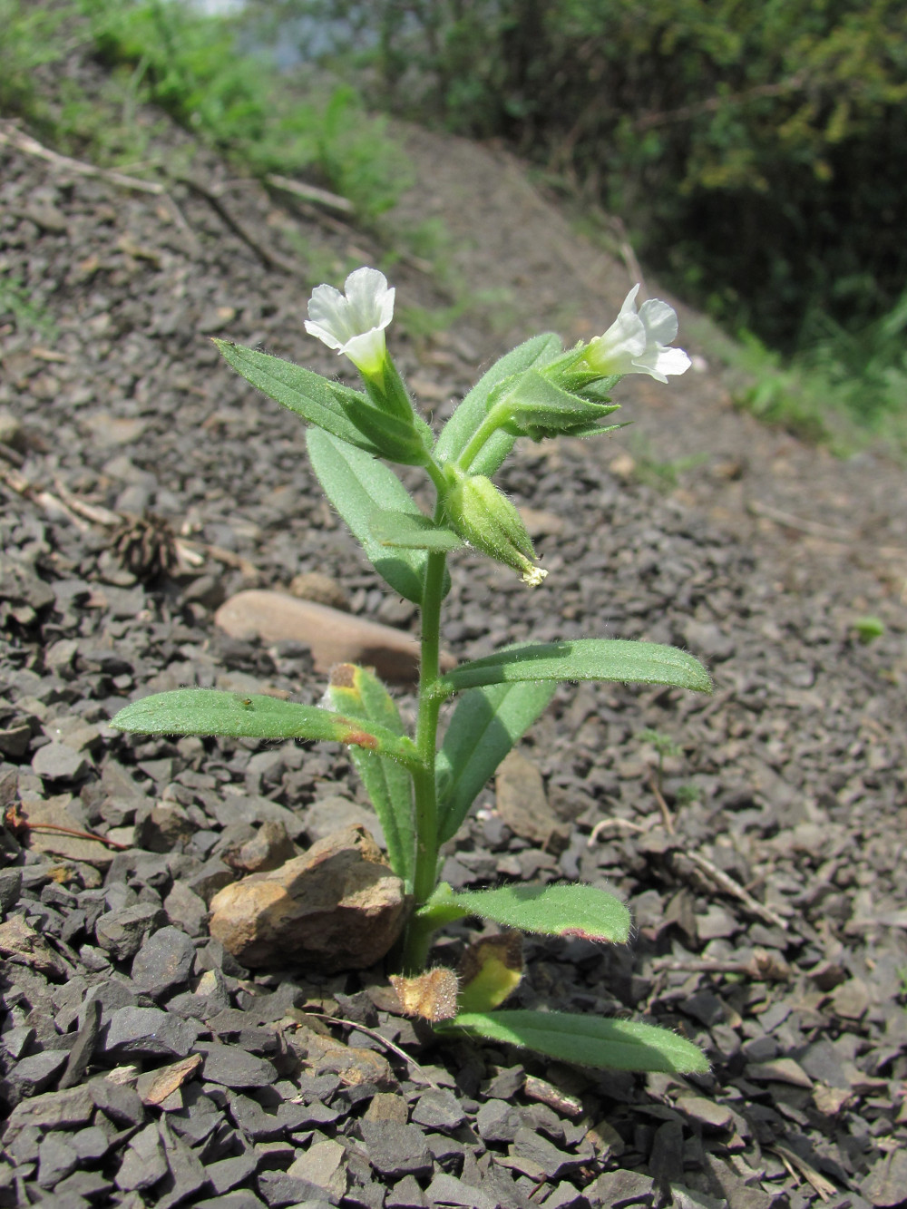 Изображение особи Nonea lutea.