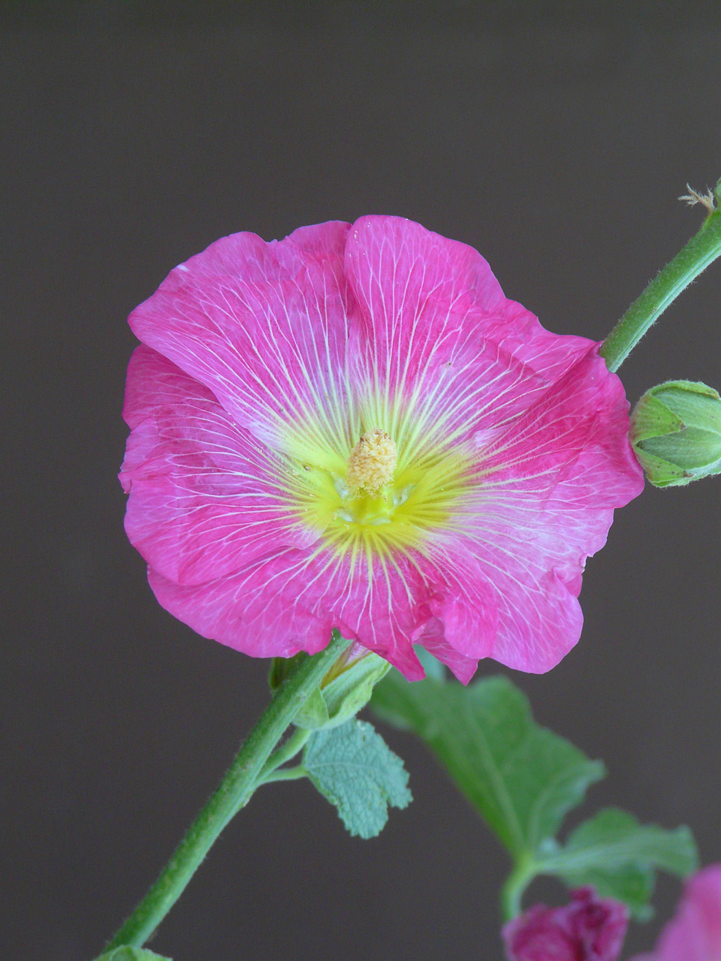 Image of Alcea rosea specimen.