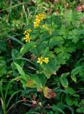 Lysimachia vulgaris. Верхушка цветущего растения. Московская обл., Сергиево-Посадский р-н, окр. источника Гремячий ключ, луг на опушке смешанного леса. 31.08.2019.