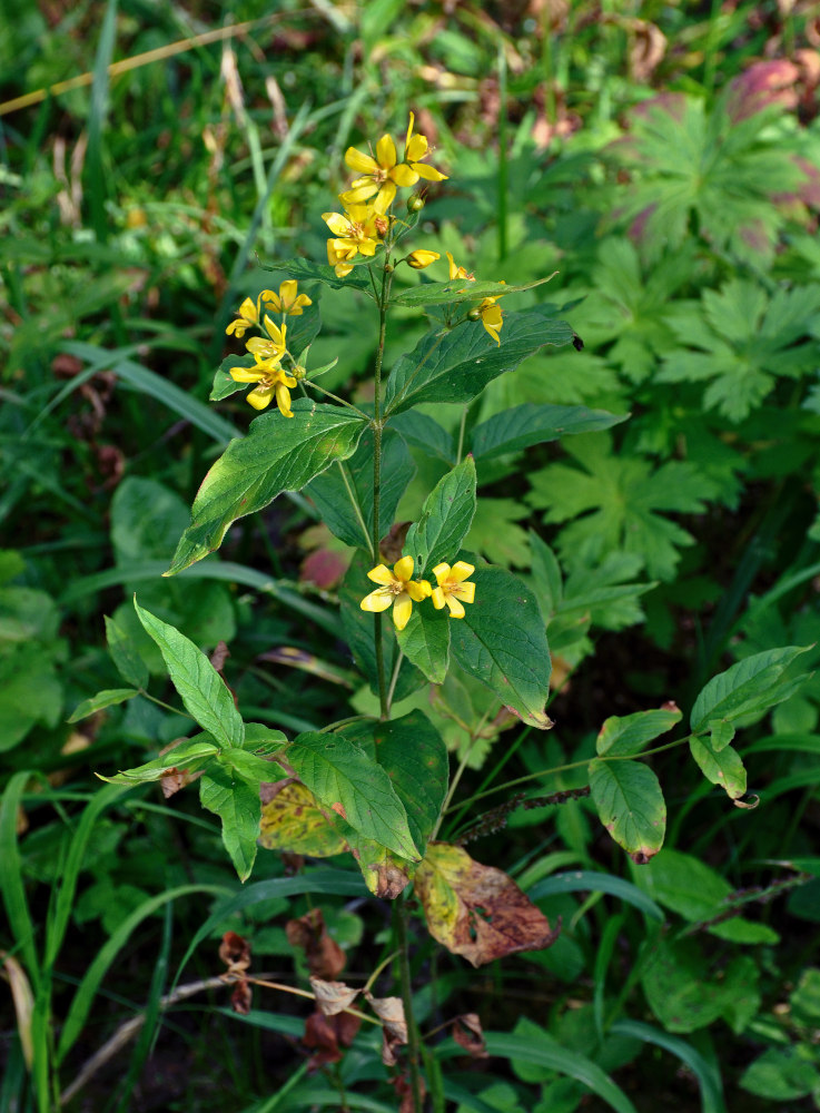 Изображение особи Lysimachia vulgaris.