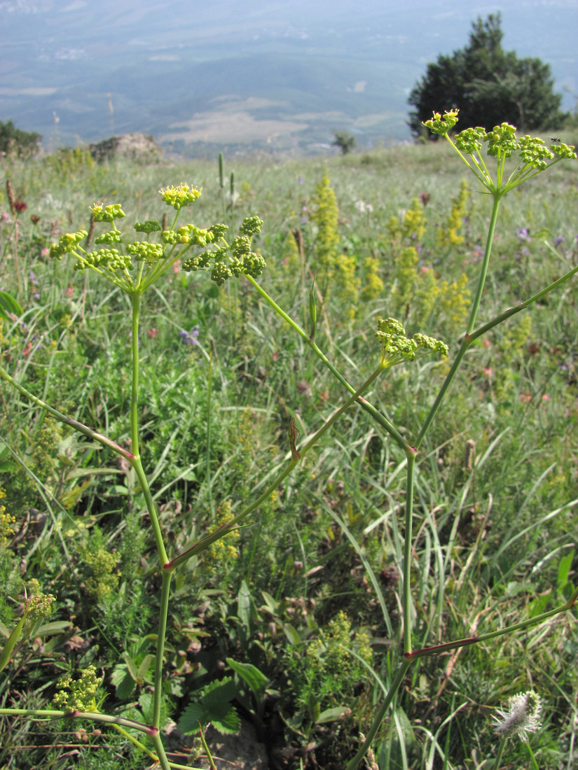 Изображение особи Peucedanum tauricum.