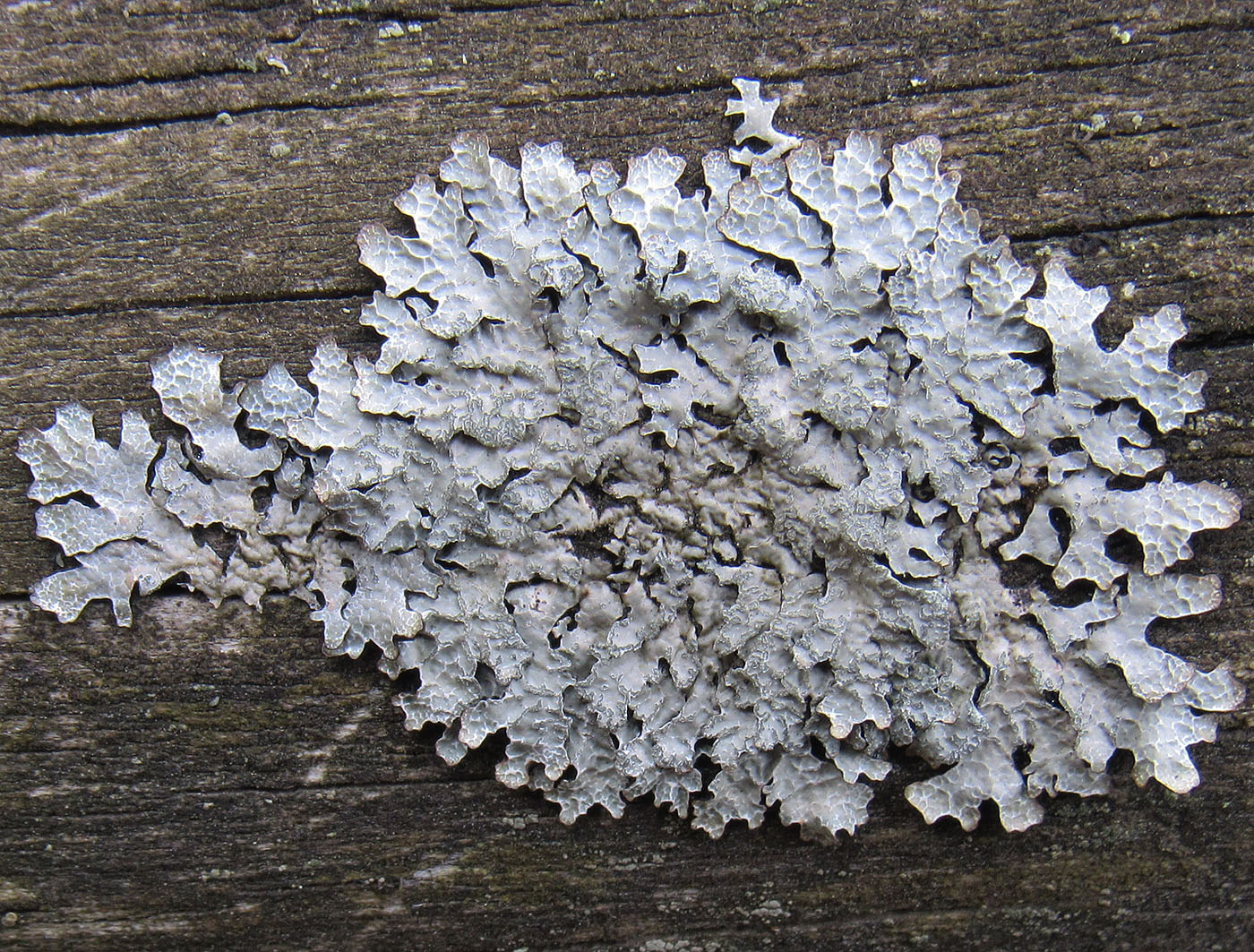 Изображение особи Parmelia sulcata.