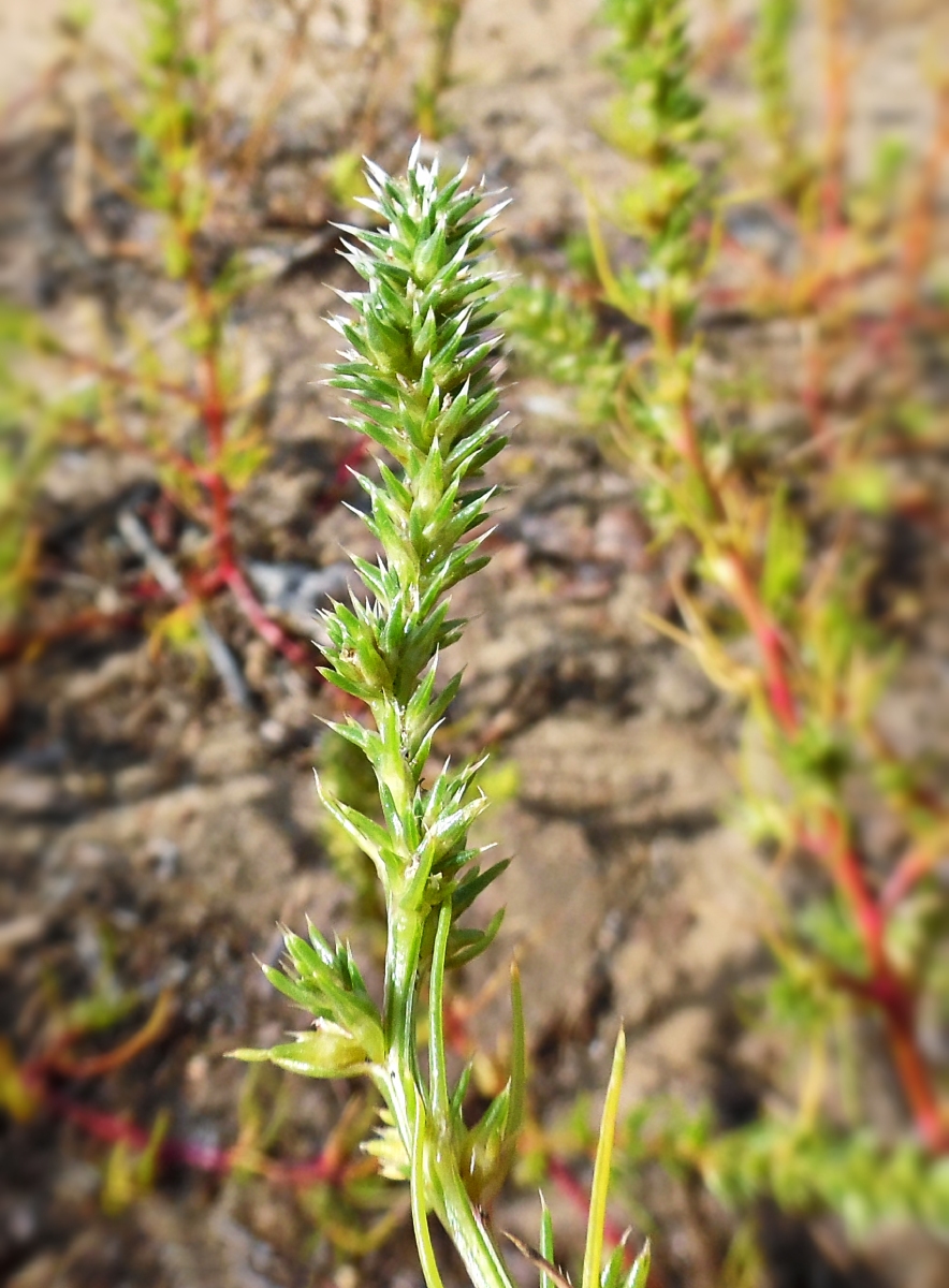 Изображение особи Salsola collina.