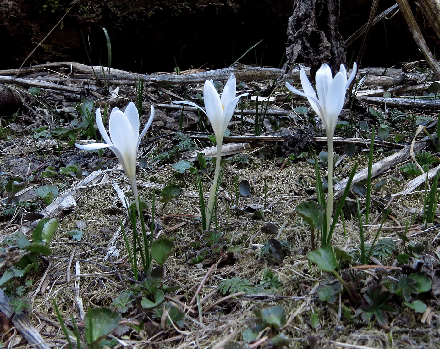 Изображение особи Crocus alatavicus.