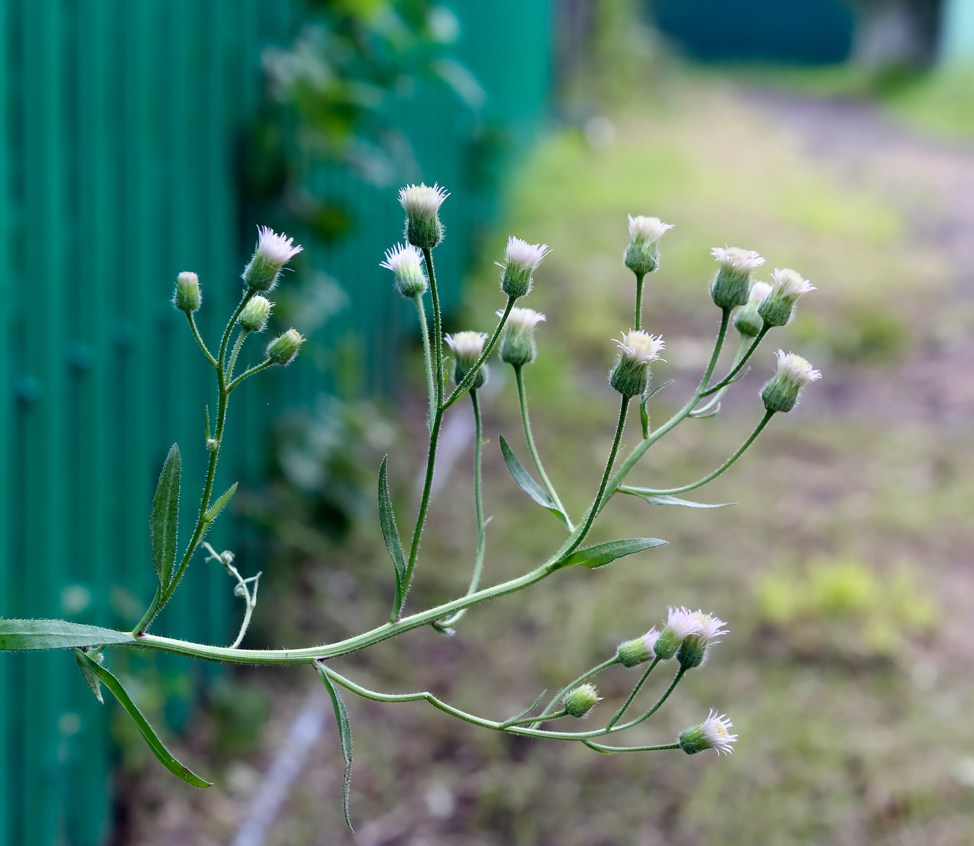 Image of Erigeron acris specimen.