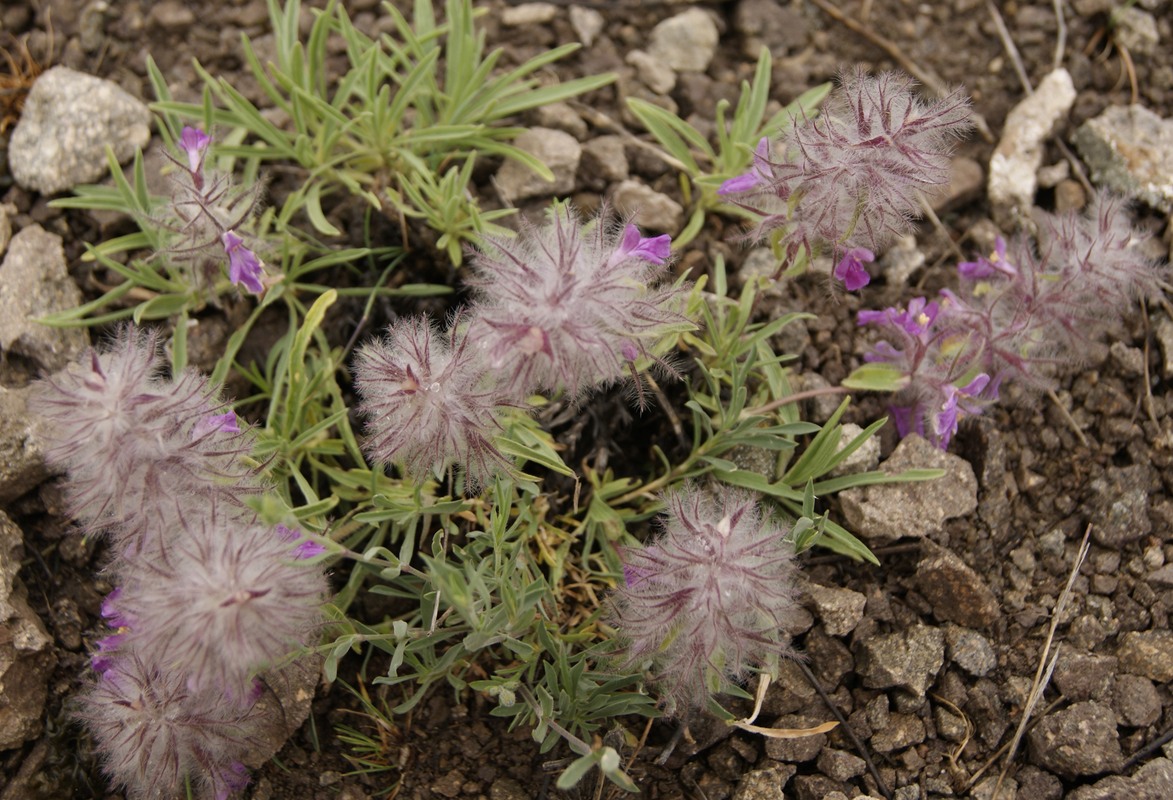 Изображение особи Stachys lavandulifolia.