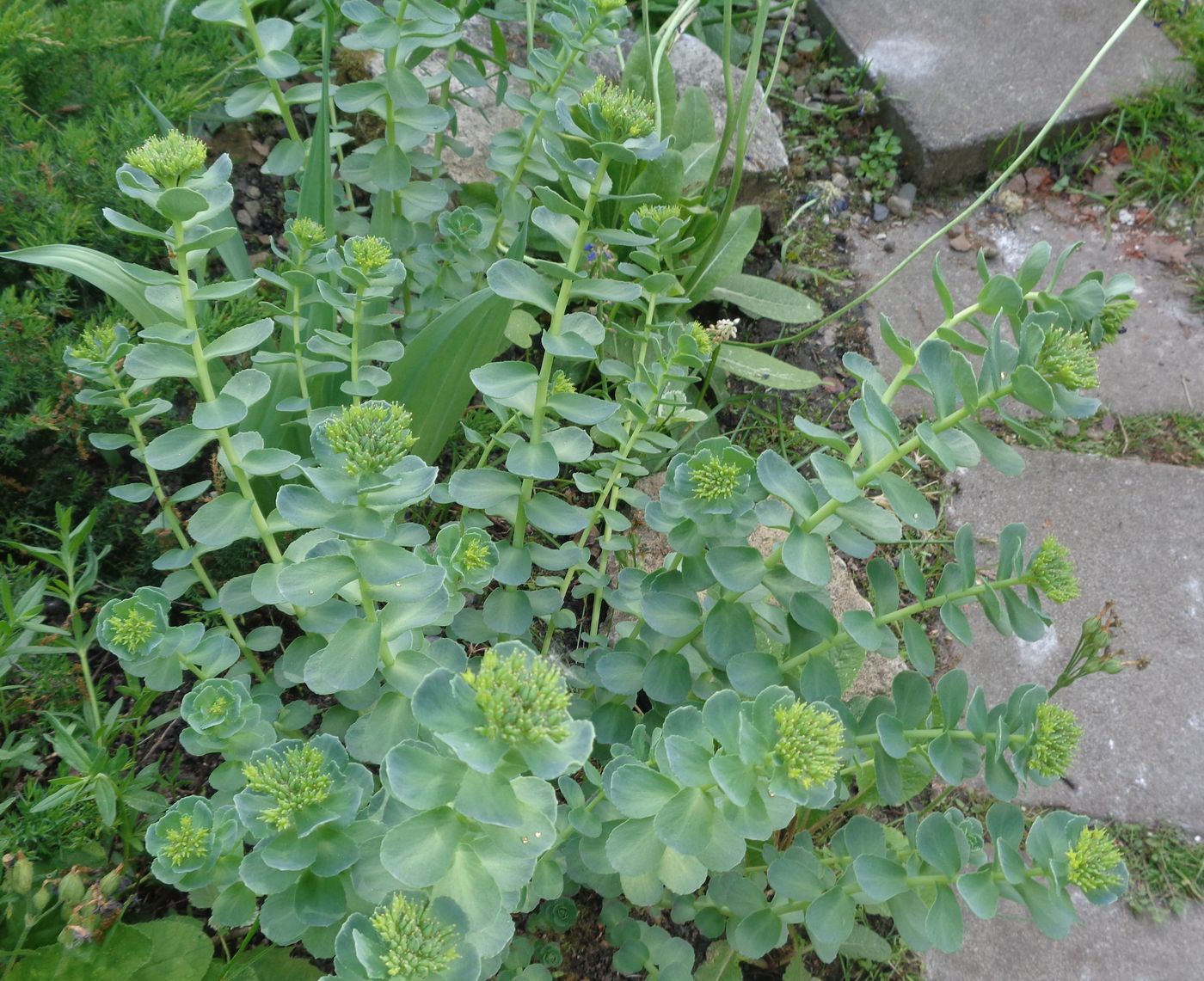 Image of genus Rhodiola specimen.