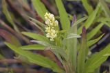 Persicaria scabra. Верхушка цветущего побега (Persicaria scabra var. incana). Сахалинская обл., Охинский р-н, окр. г. Оха, побережье Охотского моря, юго-западный берег залива Кету (Первая бухта). 24.07.2017.