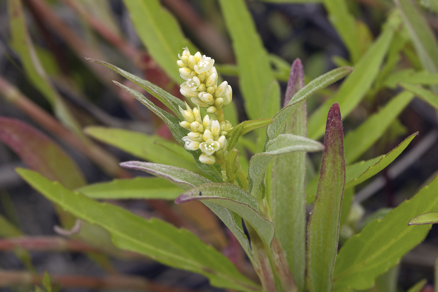 Image of Persicaria scabra specimen.