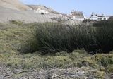 Schoenoplectus californicus. Вегетирующие растения; вокруг - заросли Distichlis spicata. Перу, регион La Libertad, пос. Huanchaco, яма в закреплённых дюнах. 24.10.2019.
