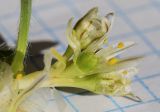 Allium chamaemoly