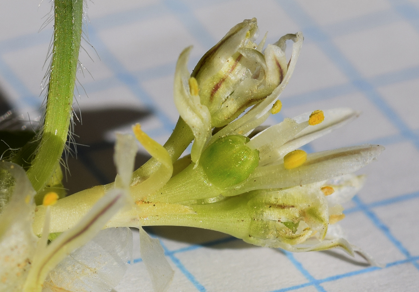 Изображение особи Allium chamaemoly.