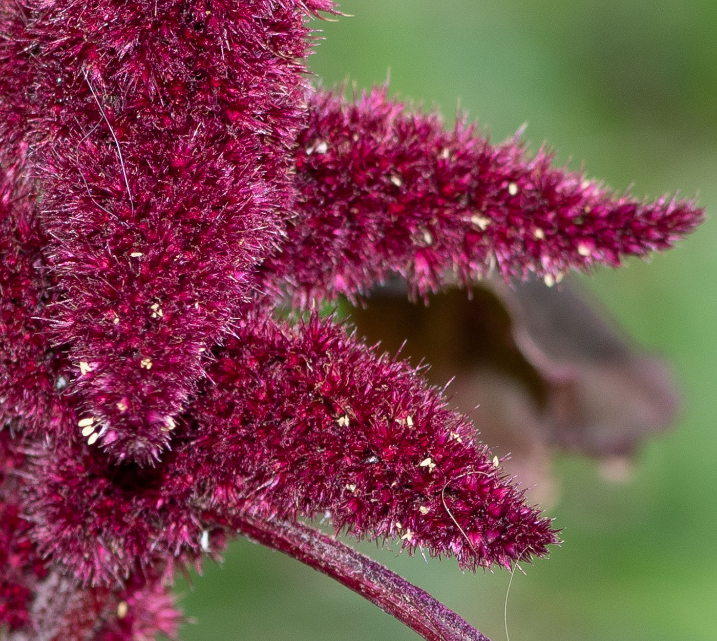 Image of Amaranthus caudatus specimen.