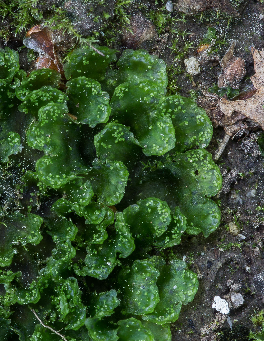 Image of Blasia pusilla specimen.