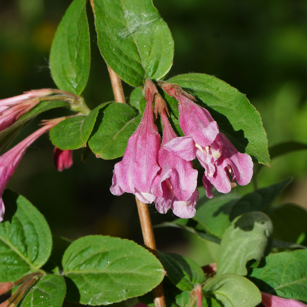 Image of Weigela praecox specimen.