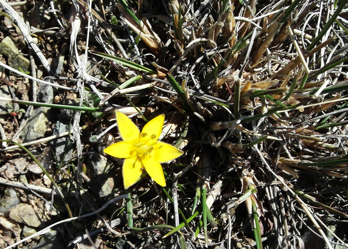 Image of Gagea setifolia specimen.