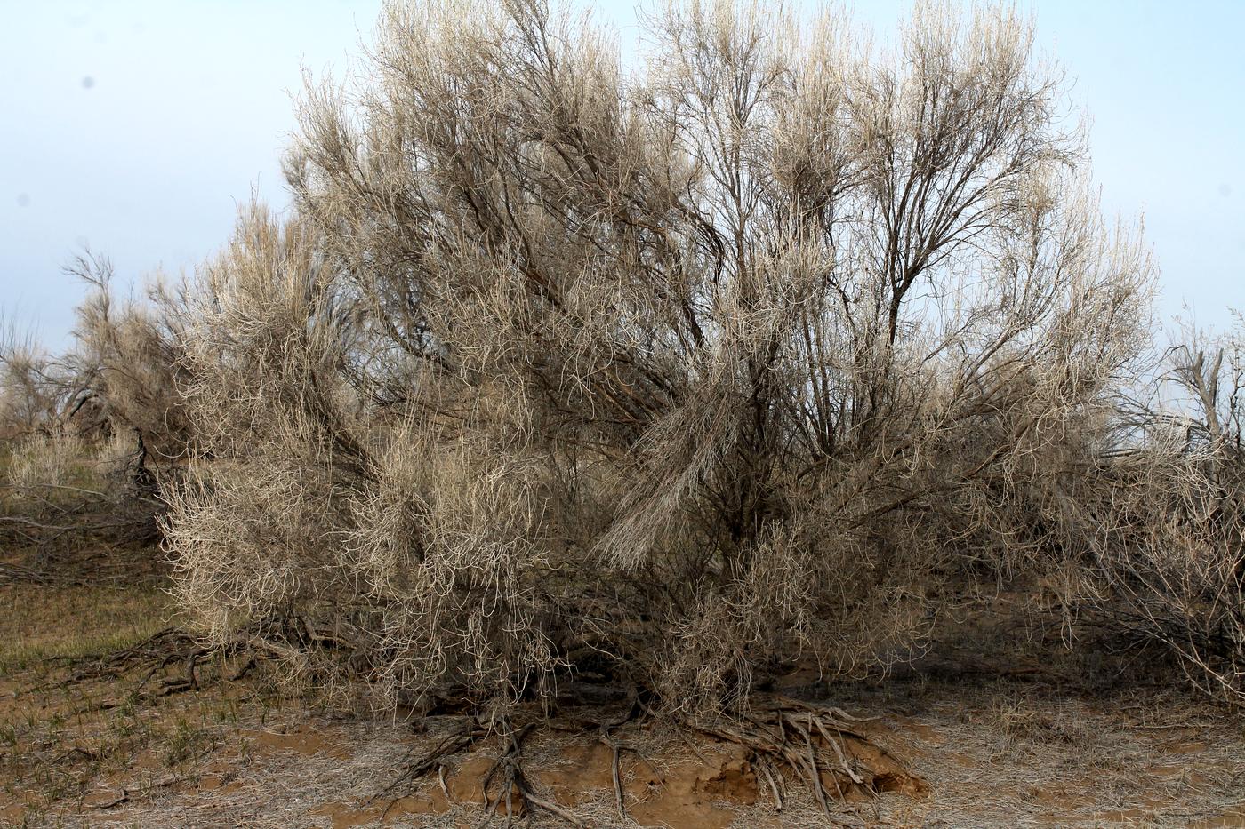 Изображение особи Haloxylon persicum.