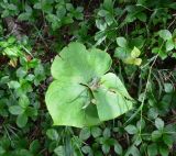 genus Trillium