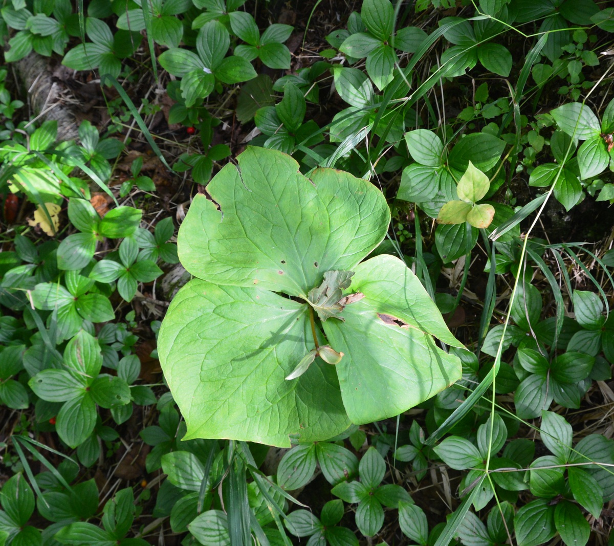 Image of genus Trillium specimen.