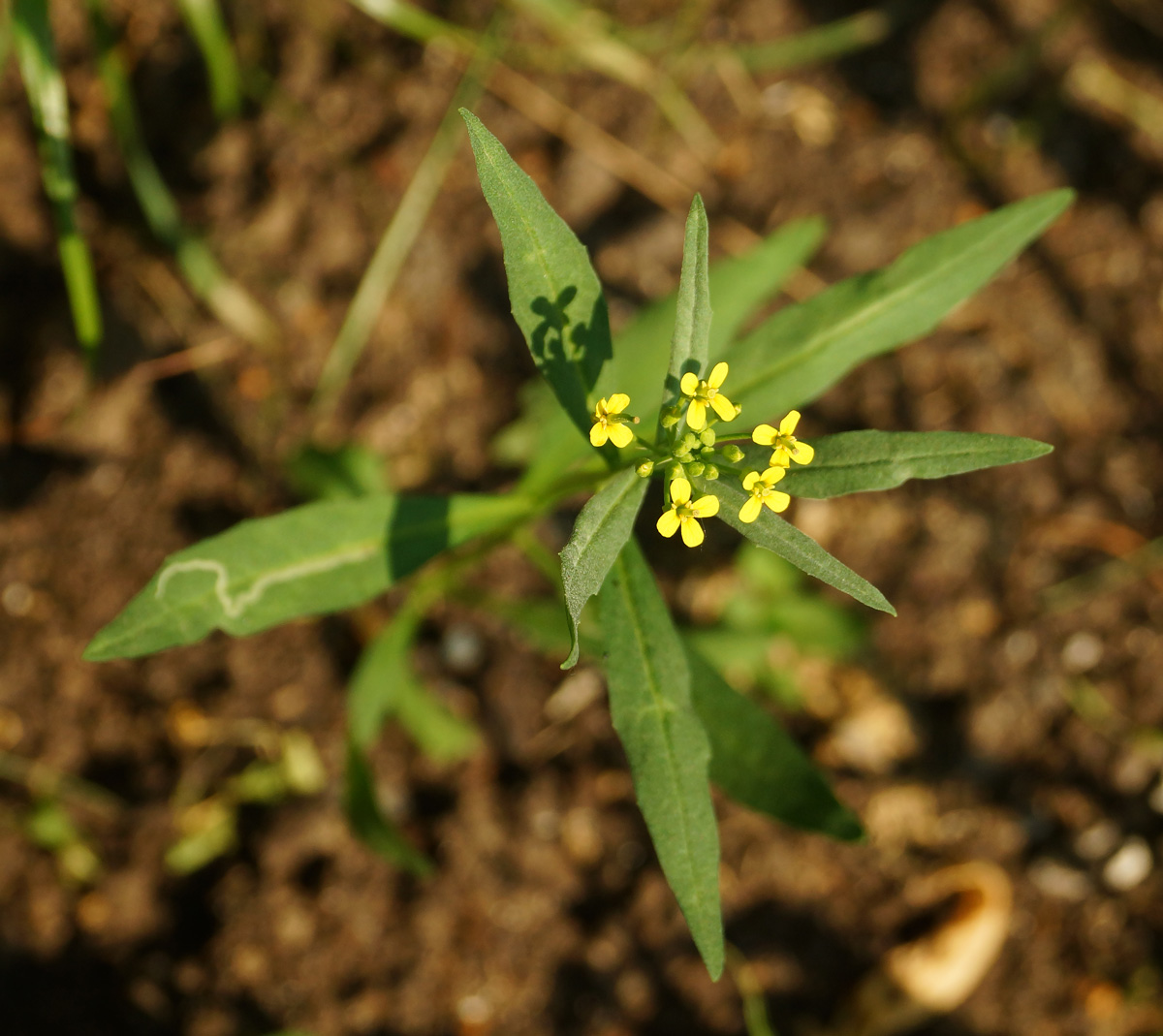 Image of Erysimum cheiranthoides specimen.