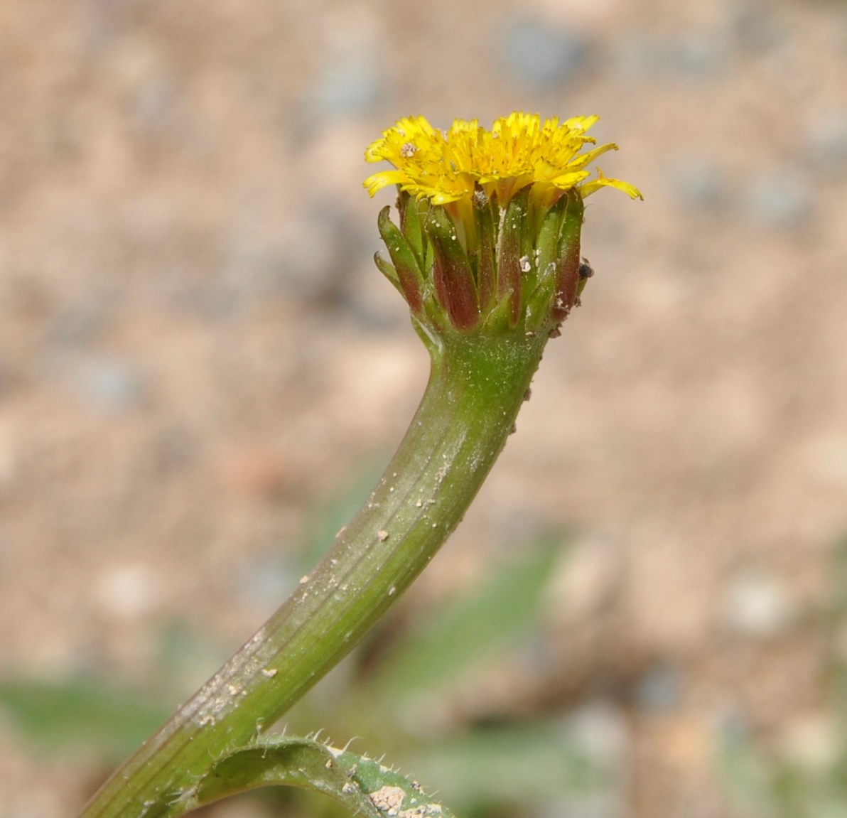 Image of Hedypnois rhagadioloides specimen.